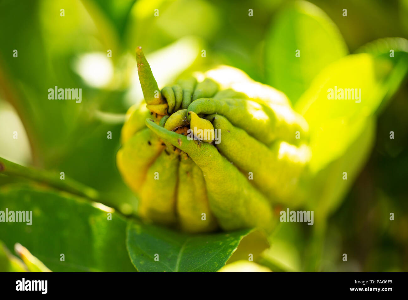 Buddha's Hand Citron (Citrus medica), in the Rutaceae family. Stock Photo