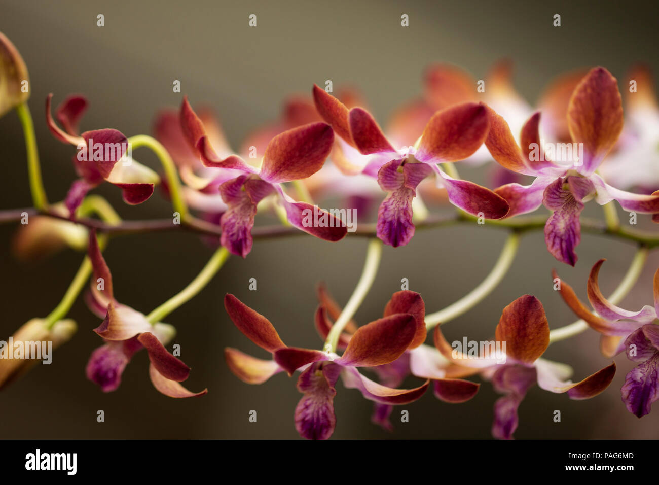 Cymbidium orchid blossoms growing on a vine. Stock Photo