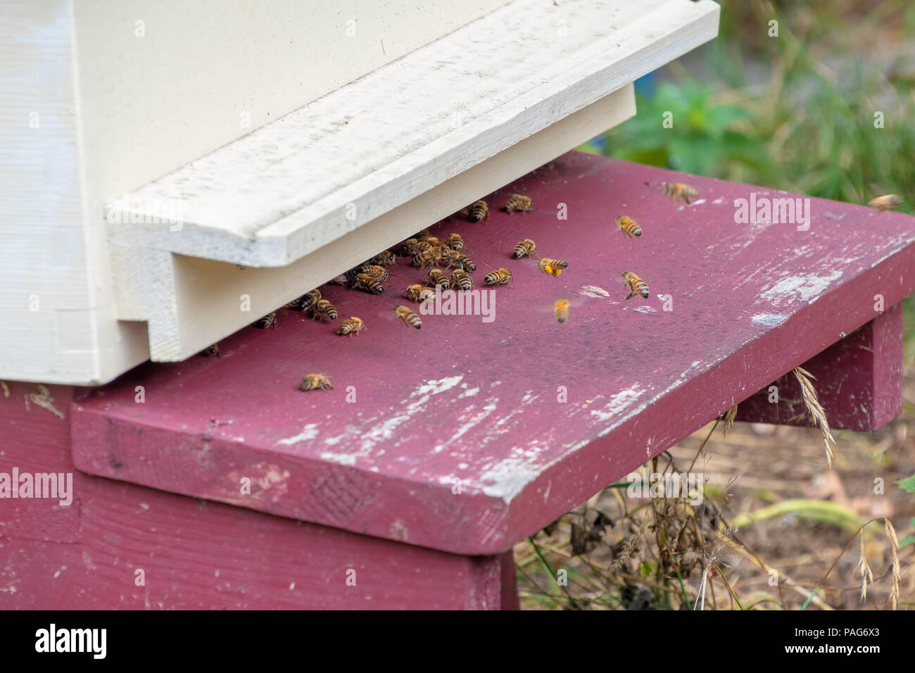 Bees flying out hive hi res stock photography and images Alamy Bees flying out hive hi res stock photography and images Alamy