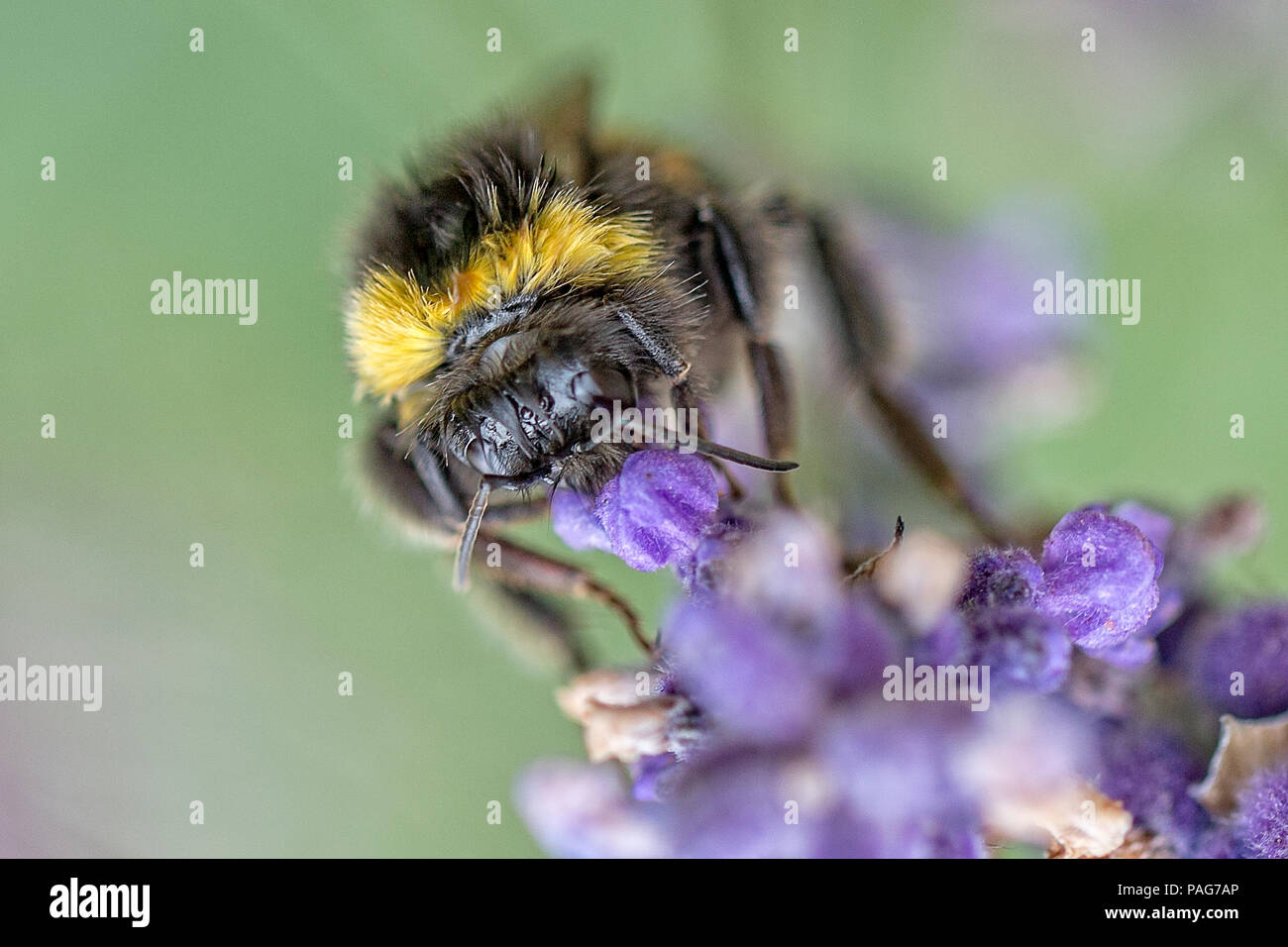 To Bee or not to Bee. Stock Photo