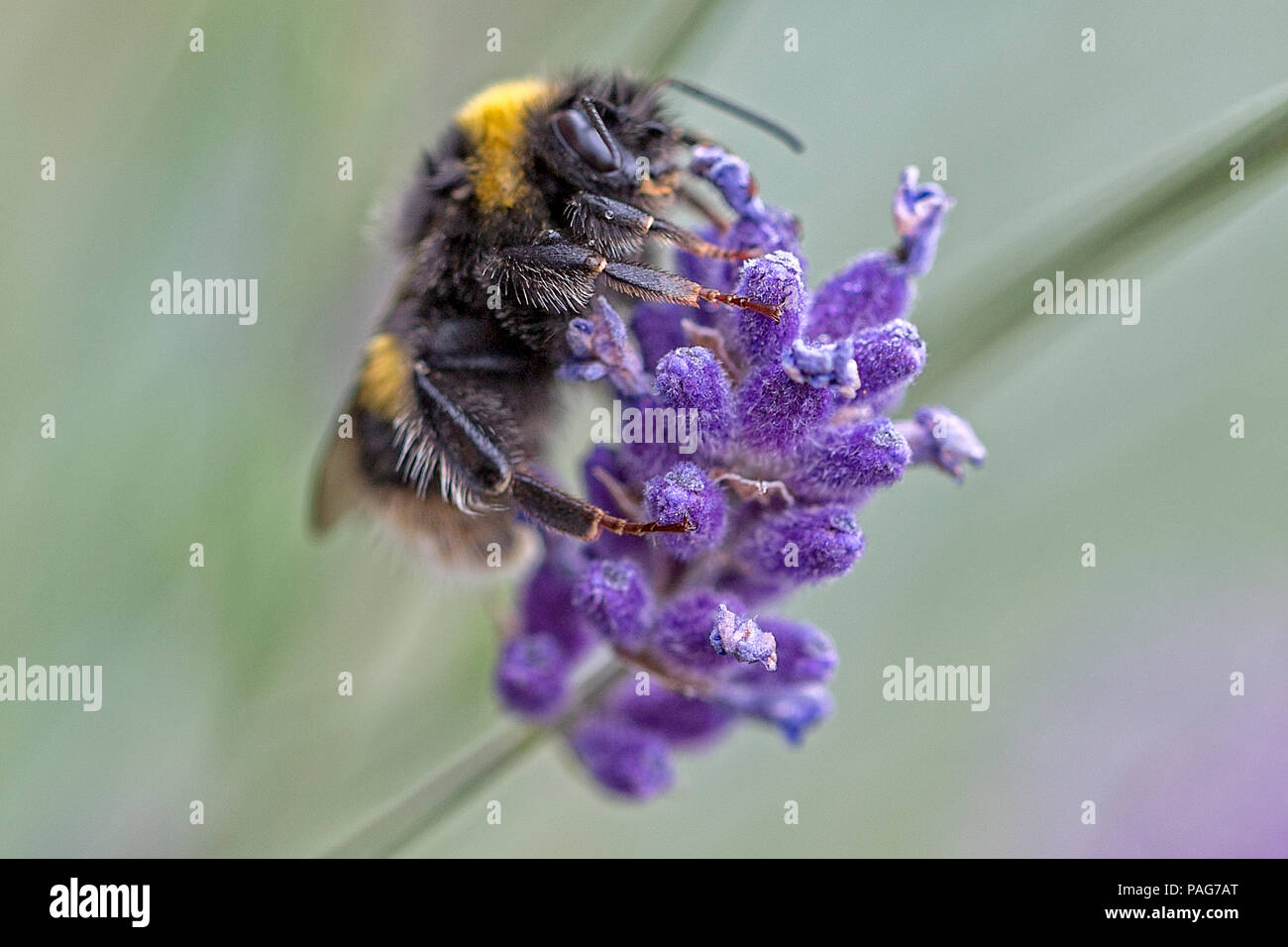 To Bee or not to Bee. Stock Photo