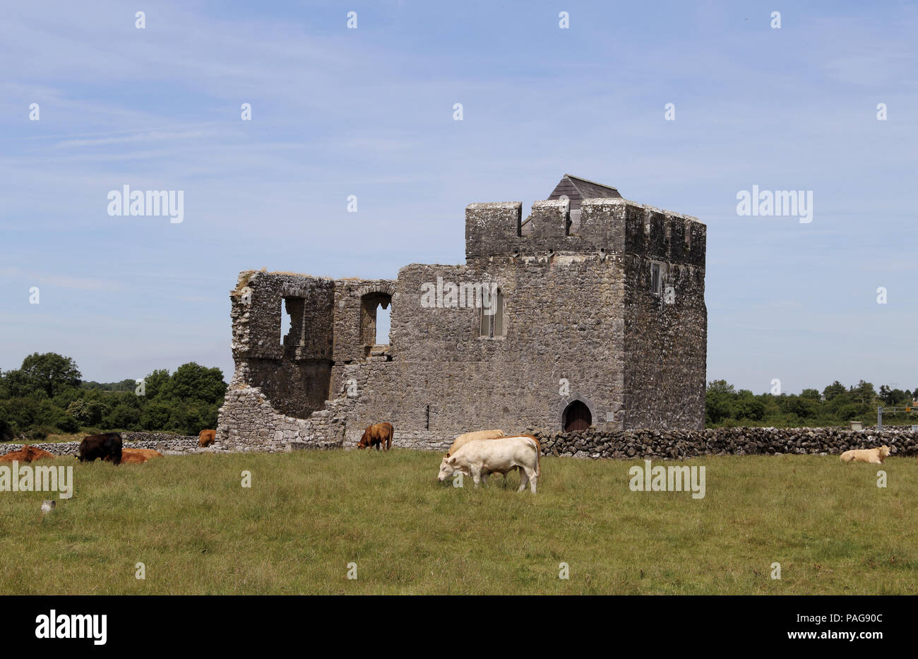 Killmacduagh Monastery is a ruined 7th century abbey near the town of Gort in County Galway, Ireland. It was the birthplace of the Diocese of Kilmacdu Stock Photo