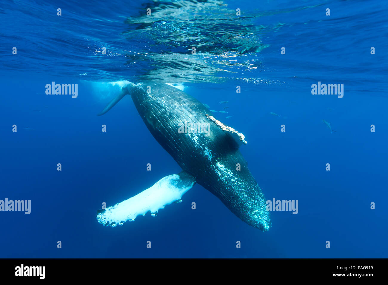 Humpback whale dives off the coast of Maui, Hawaii Stock Photo - Alamy