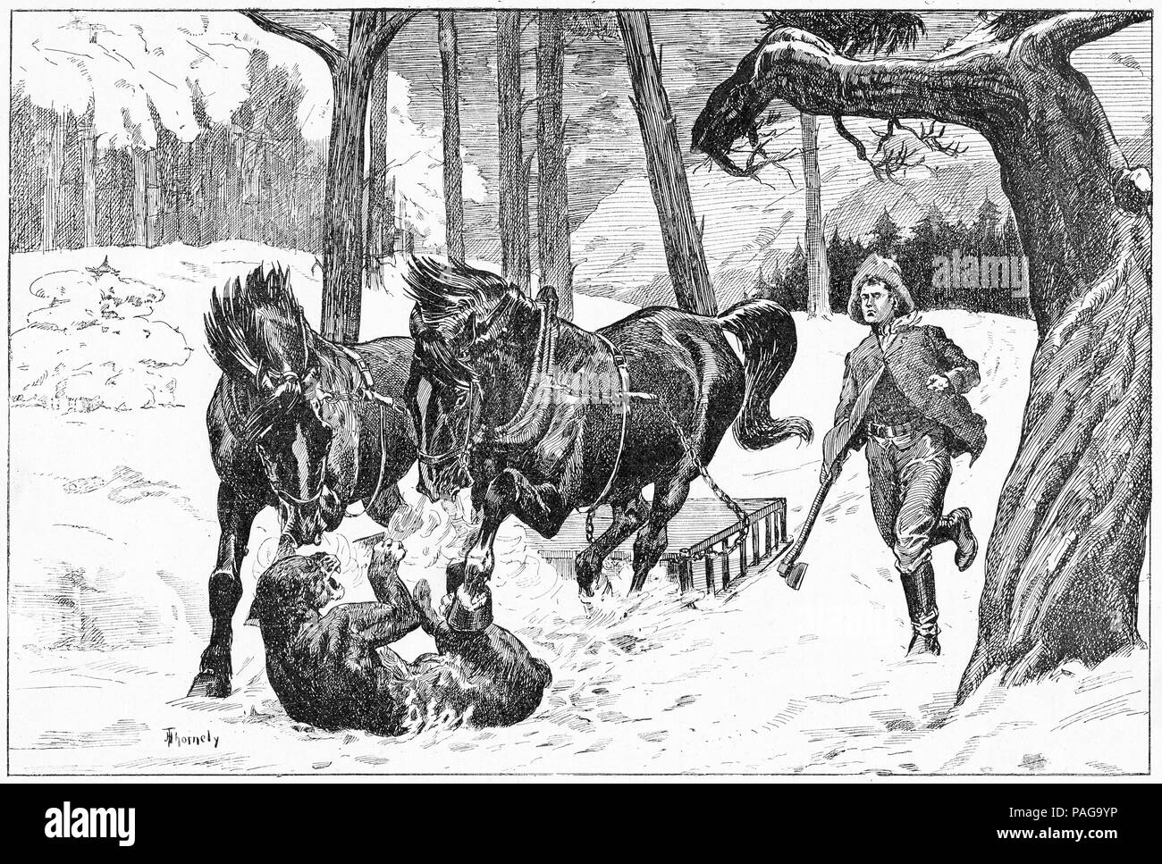 Engraving of horses attacking a mountain lion. From Young England, An Illustrated Monthly for Boys, 1903. Stock Photo