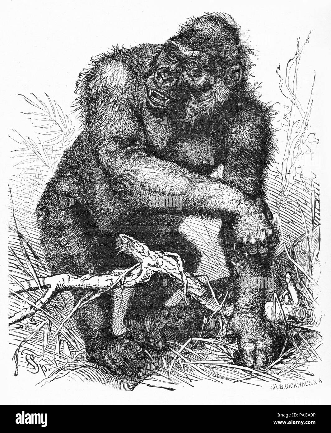 Engraving of a mountain gorilla, circa 1903 by F.A. Brookhouse Stock Photo