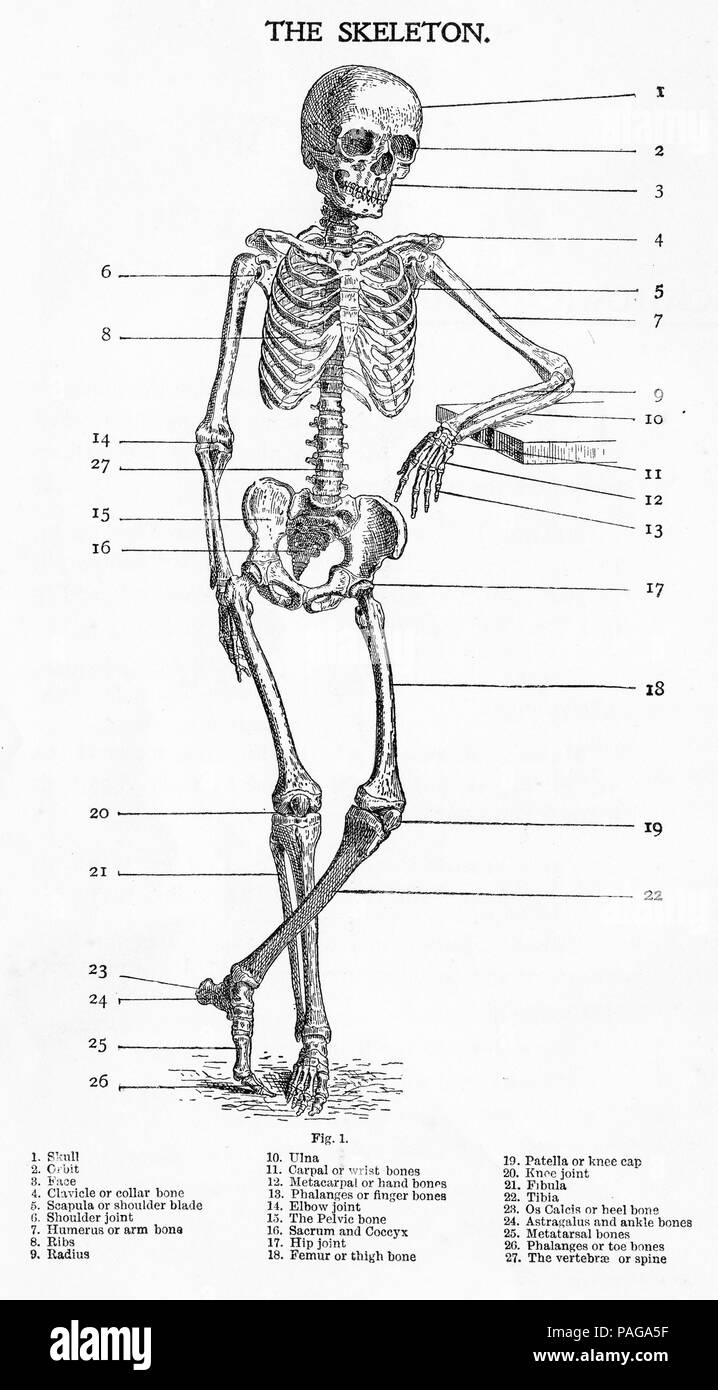 Engraving of a labelled skeleton for anatomical studies, 1903. Stock Photo