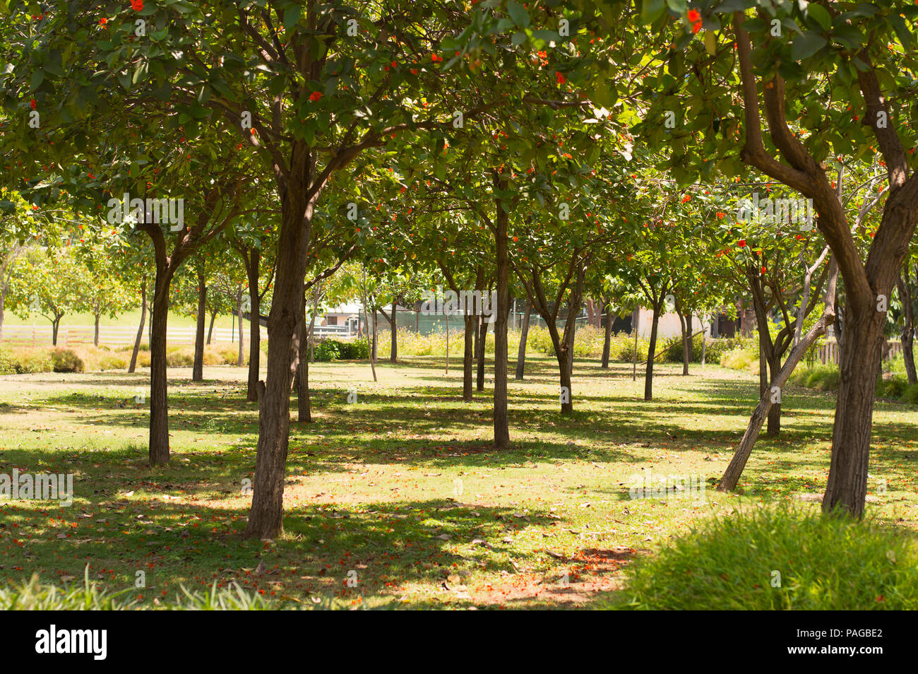 Summer park in bright sunny hi-res stock photography and images - Alamy