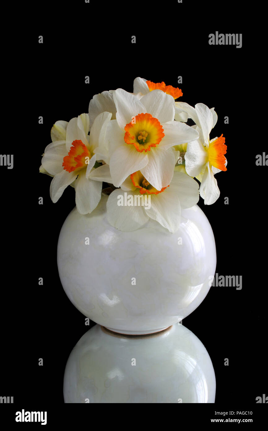 Narcissus flowers in a vase on black reflective background Stock Photo