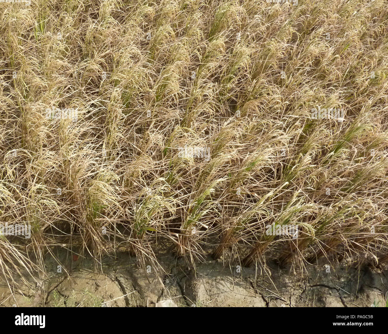 A rice field in Ben Tre province. Stock Photo