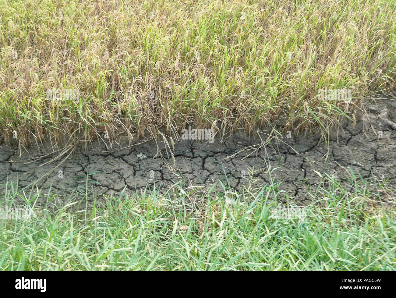 A rice field in Ben Tre province. Stock Photo