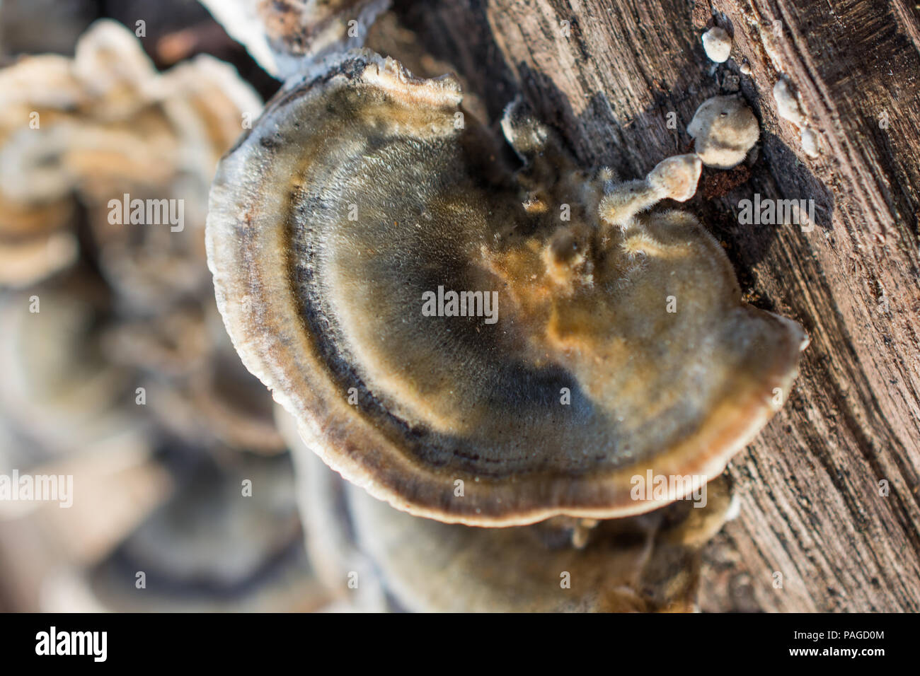 fungi growing on a fallen tree trunk Stock Photo - Alamy