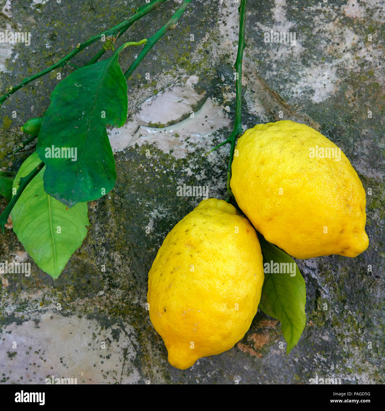 Italy Campania Amalfi Lemons Stock Photo