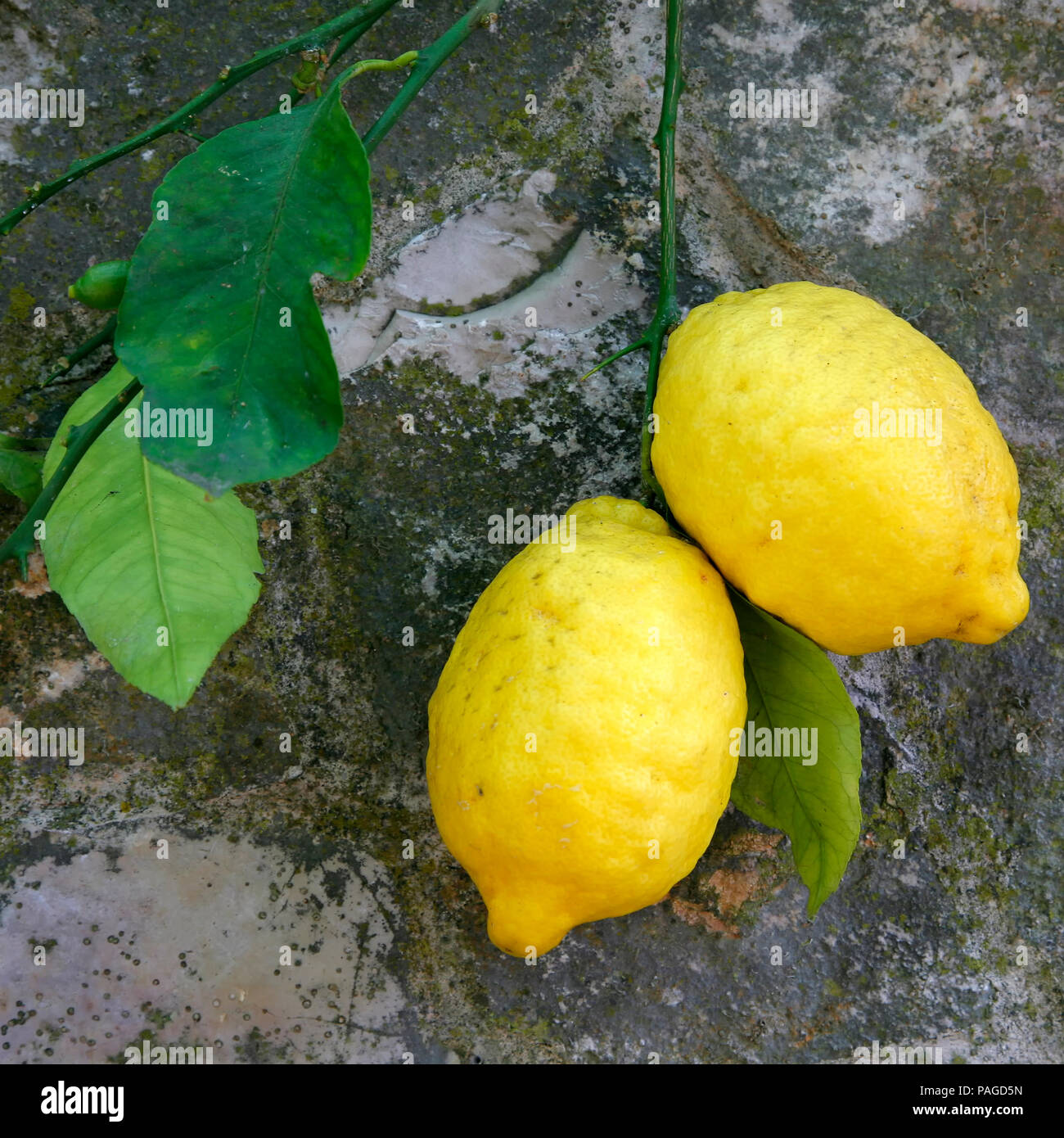 Italy Campania Amalfi Lemons Stock Photo