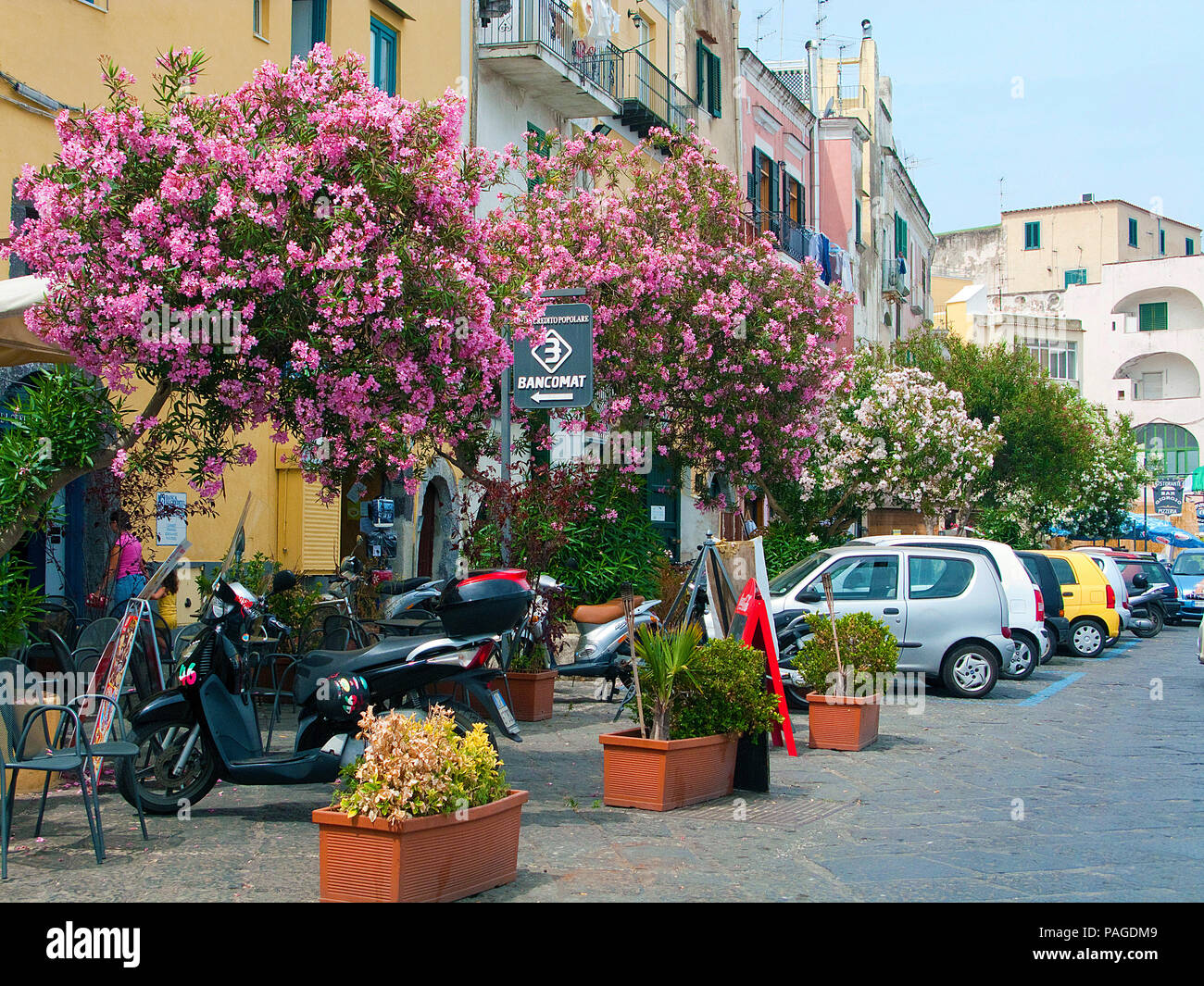 Oleander (Nerium oleander), prosperous, harbour promenade at Marina Grande, Procida, Gulf of Naples, Italy Stock Photo