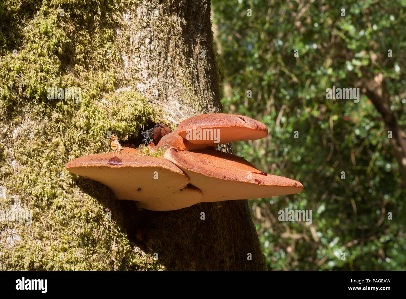 A beefsteak fungus, Fistulina hepatica, sometimes called a beefsteak polypore or ox tongue fungus growing on a living tree in the New Forest. The juic Stock Photo