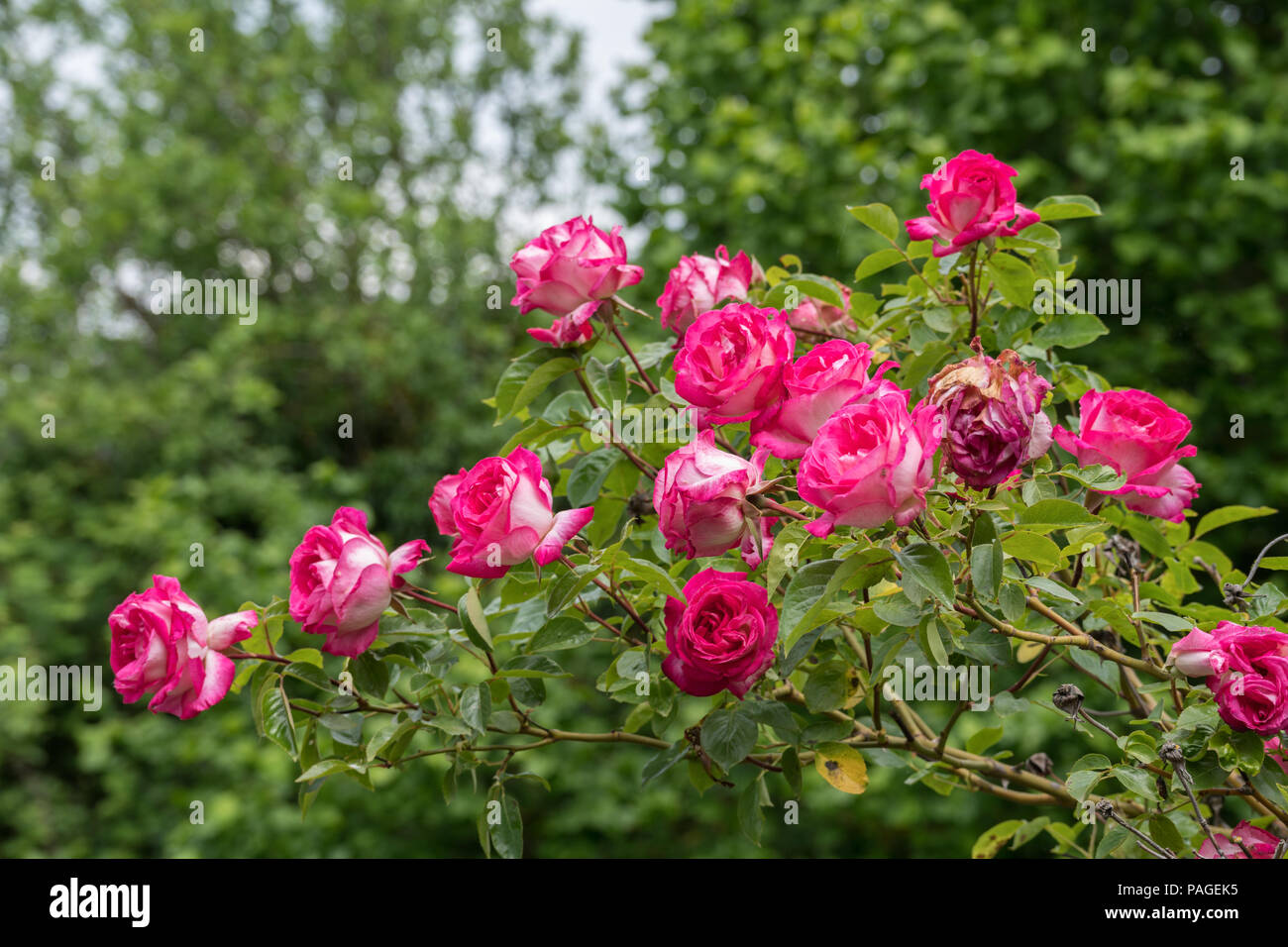 Pink and white roses in Soto de Bureba, province Burgos, Castile and Leon, Spain Stock Photo