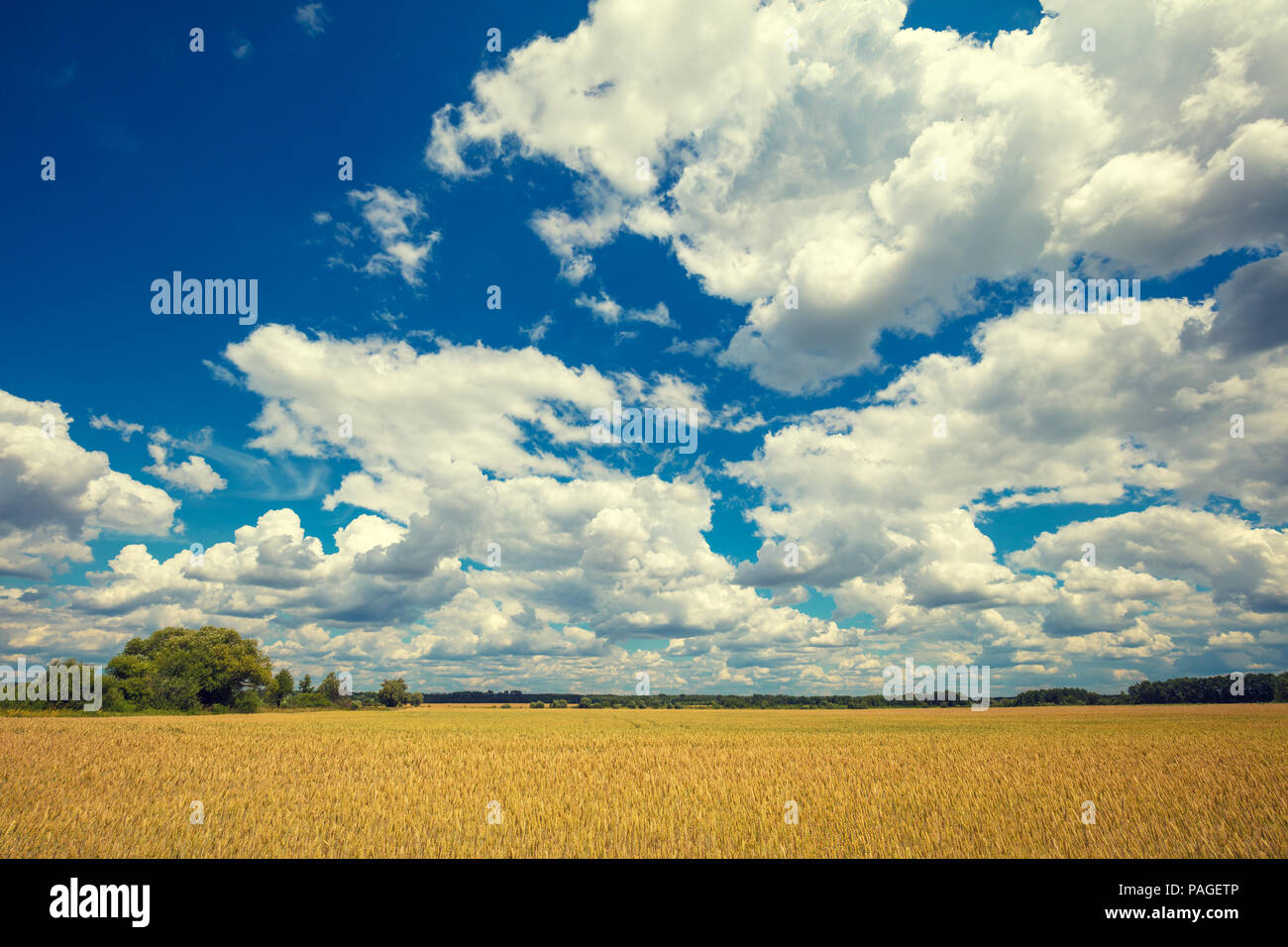 Wheat field with blue sky with sun and clouds. Beautiful nature Stock ...