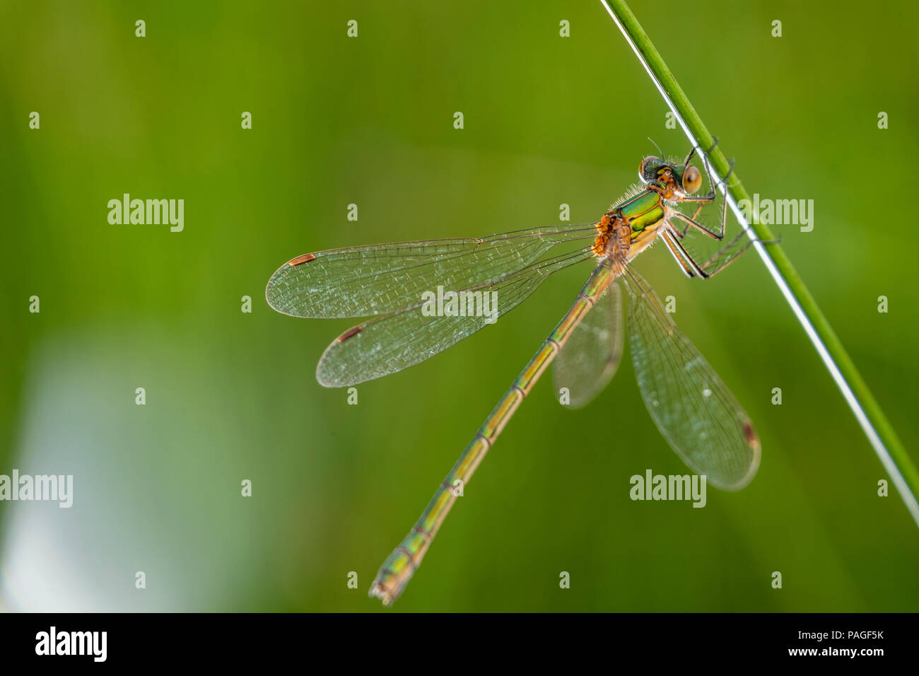 Beautiful dragonfly on green grass hi-res stock photography and images ...