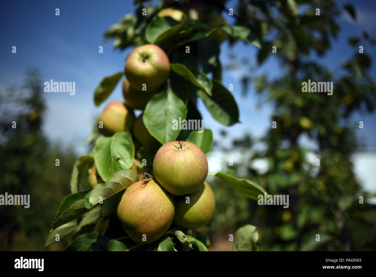 Bornheim, Germany. 20th July, 2018. Apples ripe in the Schmitz-Huebsch fruit farm. Credit: Henning Kaiser/dpa/Alamy Live News Stock Photo