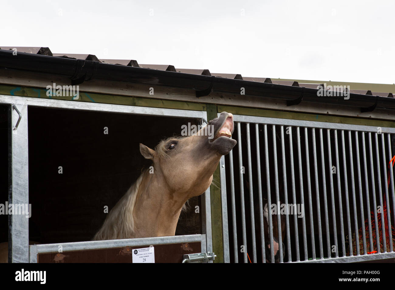 A horse whinnies in its stable at the Royal Welsh Show. Stock Photo