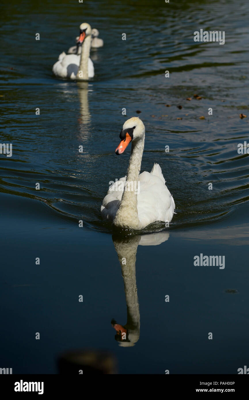 London, UK.  23 June 2018.  Swans swim by during hot weather at Rickmansworth Aquadrome in north west London, on a day when temperatures reached 30C.  Temperatures up to 35C are forecast for the rest of the week during the current heatwave. Credit: Stephen Chung / Alamy Live News Stock Photo