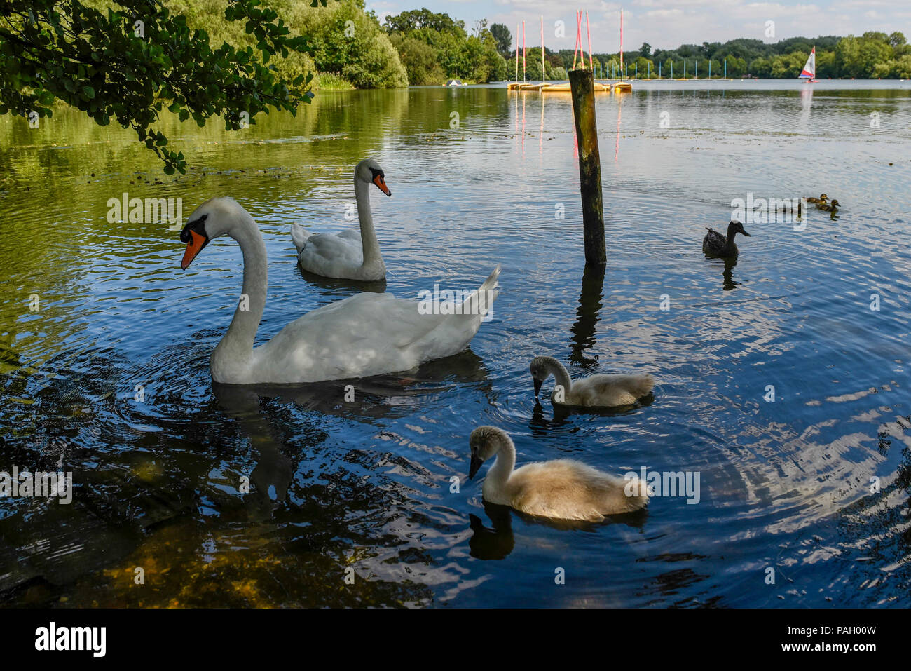 London, UK.  23 June 2018.  Swans and cygnets swim by during hot weather at Rickmansworth Aquadrome in north west London, on a day when temperatures reached 30C.  Temperatures up to 35C are forecast for the rest of the week during the current heatwave. Credit: Stephen Chung / Alamy Live News Stock Photo