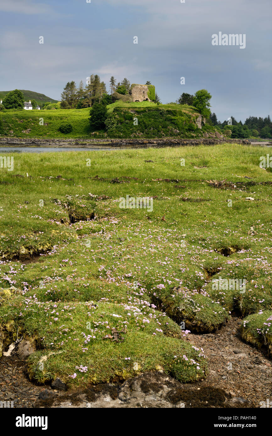 Salt marsh grass with Sea Thrift on shore of Sound of Mull with Aros Castle ruin on Isle of Mull Inner Hebrides Scotland UK Stock Photo