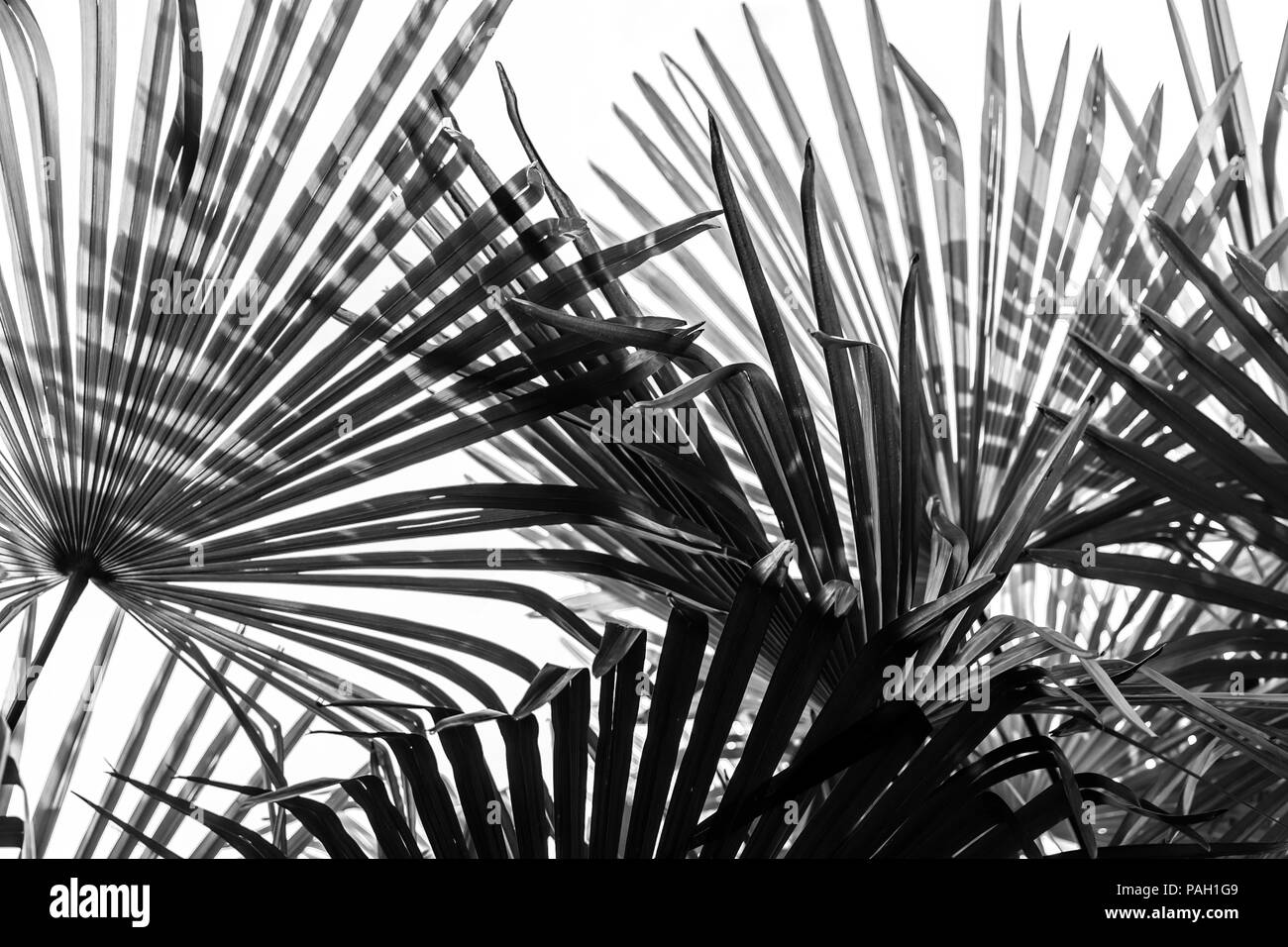 Palm tree leaves at jungle modern background stock image