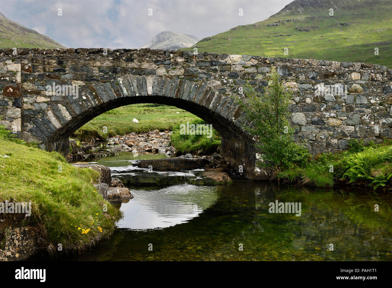 Stone bridge over the Scarsdale river with sheep and peak of Ben More mountain in distance on Isle of Mull Inner Hebrides Highlands Scotland Stock Photo