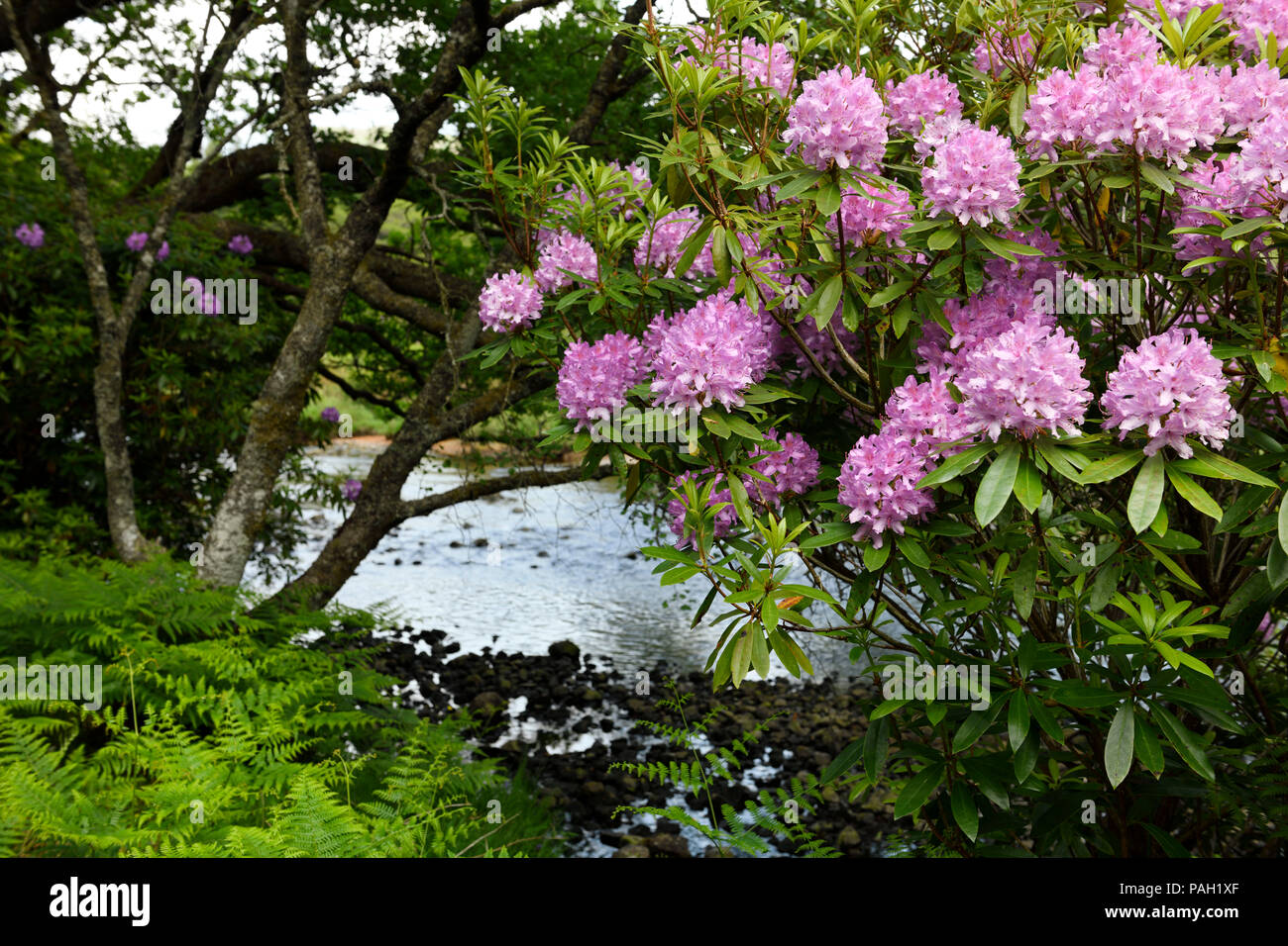 Invasive Rhododendron Ponticum and bracken on the River Ba at Benmore Estate in Knock on Isle of Mull Inner Hebrides Scotland UK Stock Photo
