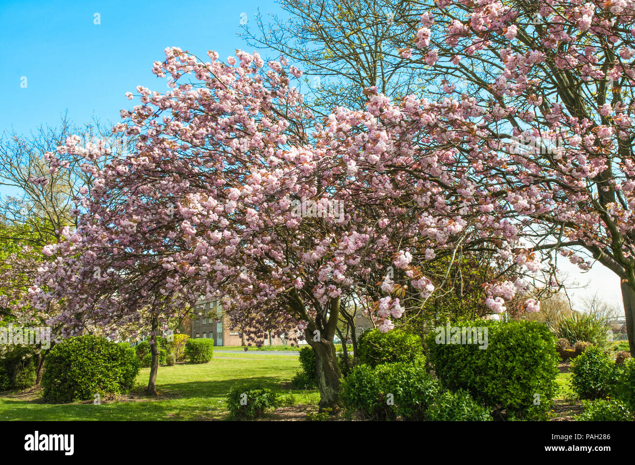 Cherry blossom tree Prunus serrulata 'Kanzan' in full flower in local