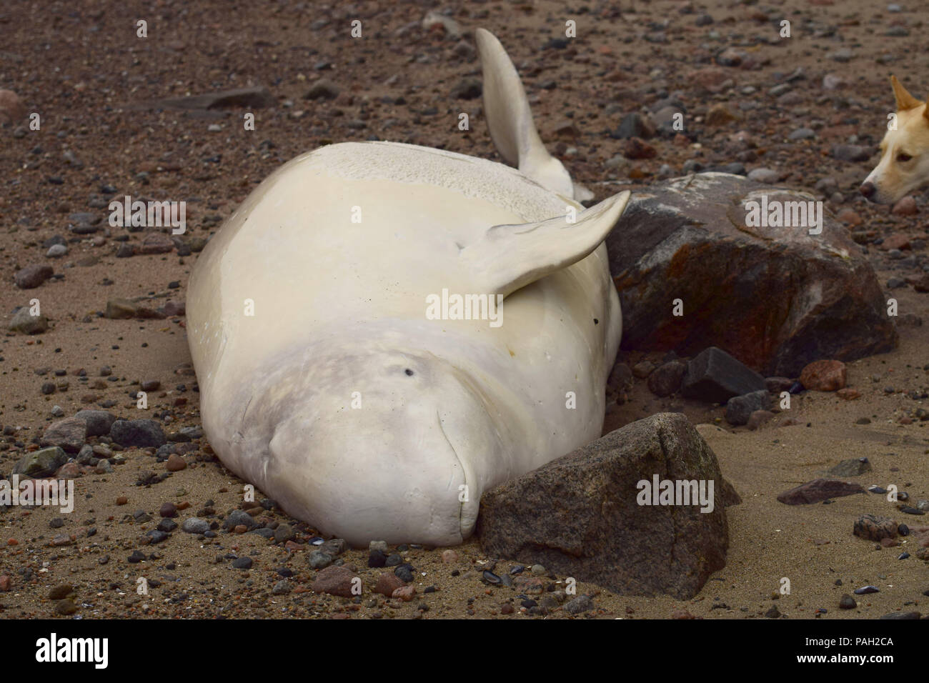 Beluga whale dead hi-res stock photography and images - Alamy