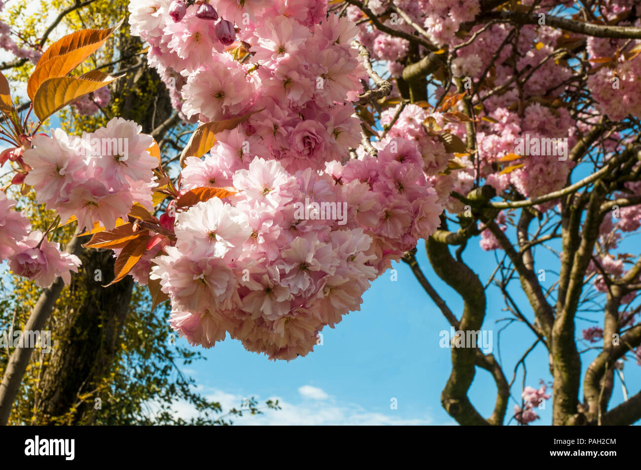 Cherry blossom tree Prunus serrulata 'Kanzan' in full flower in local park Blackpool. Stock Photo