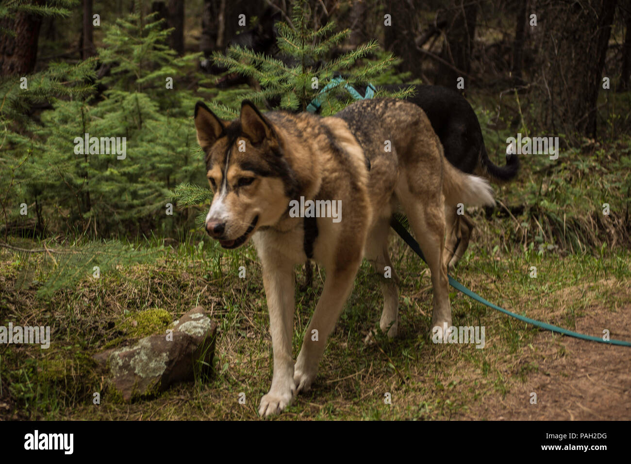 Husky Dog Hiking Through the Mountains Stock Photo