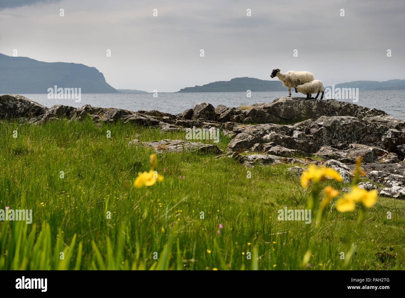 Scottish Blackface sheep mother and nursing lamb at the shore of Lach Na Keal with Eorsa Island on Isle of Mull Inner Hebrides Scotland UK Stock Photo
