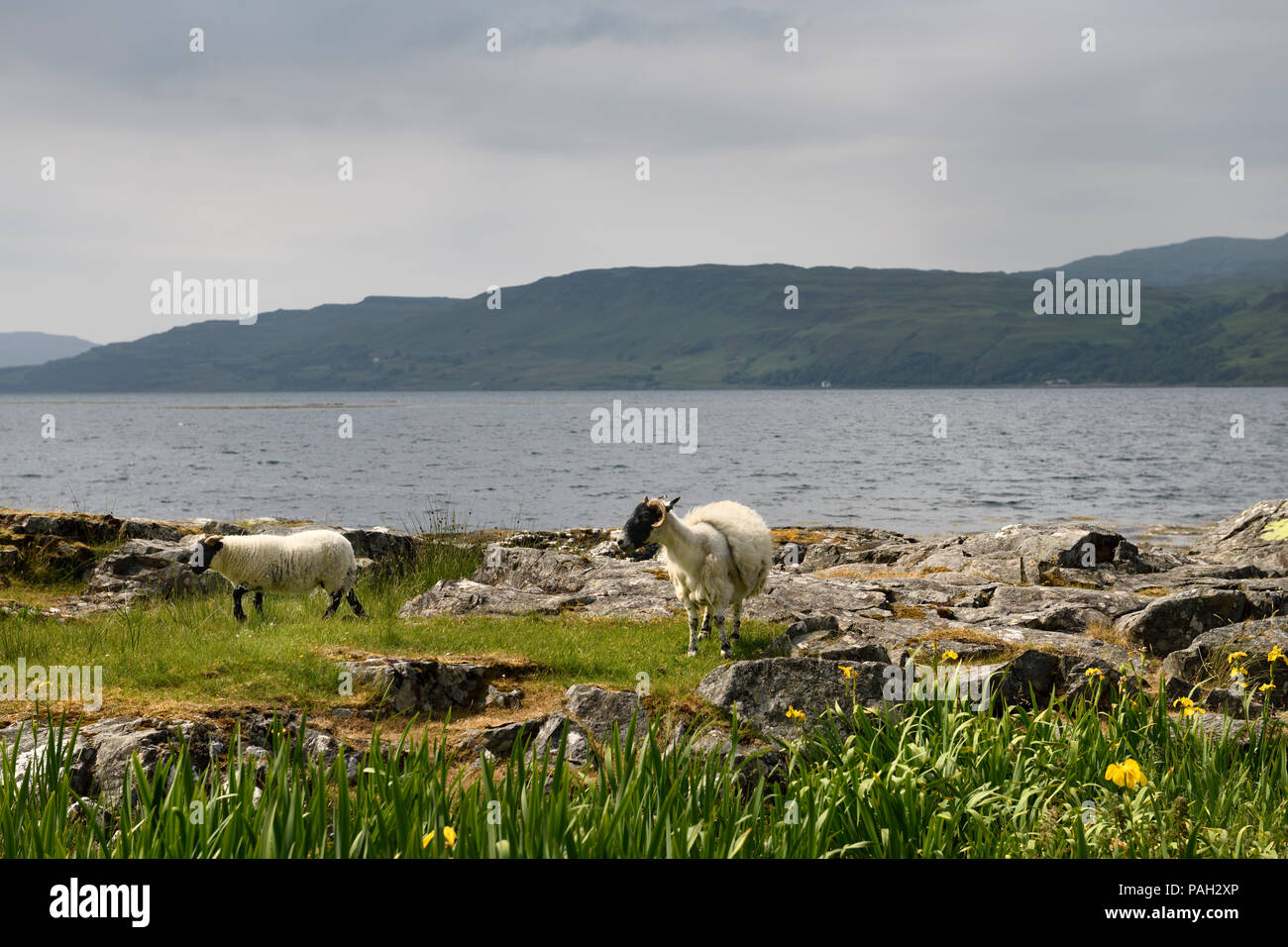 Scottish Blackface sheep lamb and mother shedding fleece at the shore of Lach Na Keal on Isle of Mull Scotland UK with yellow flag Iris flowers Stock Photo