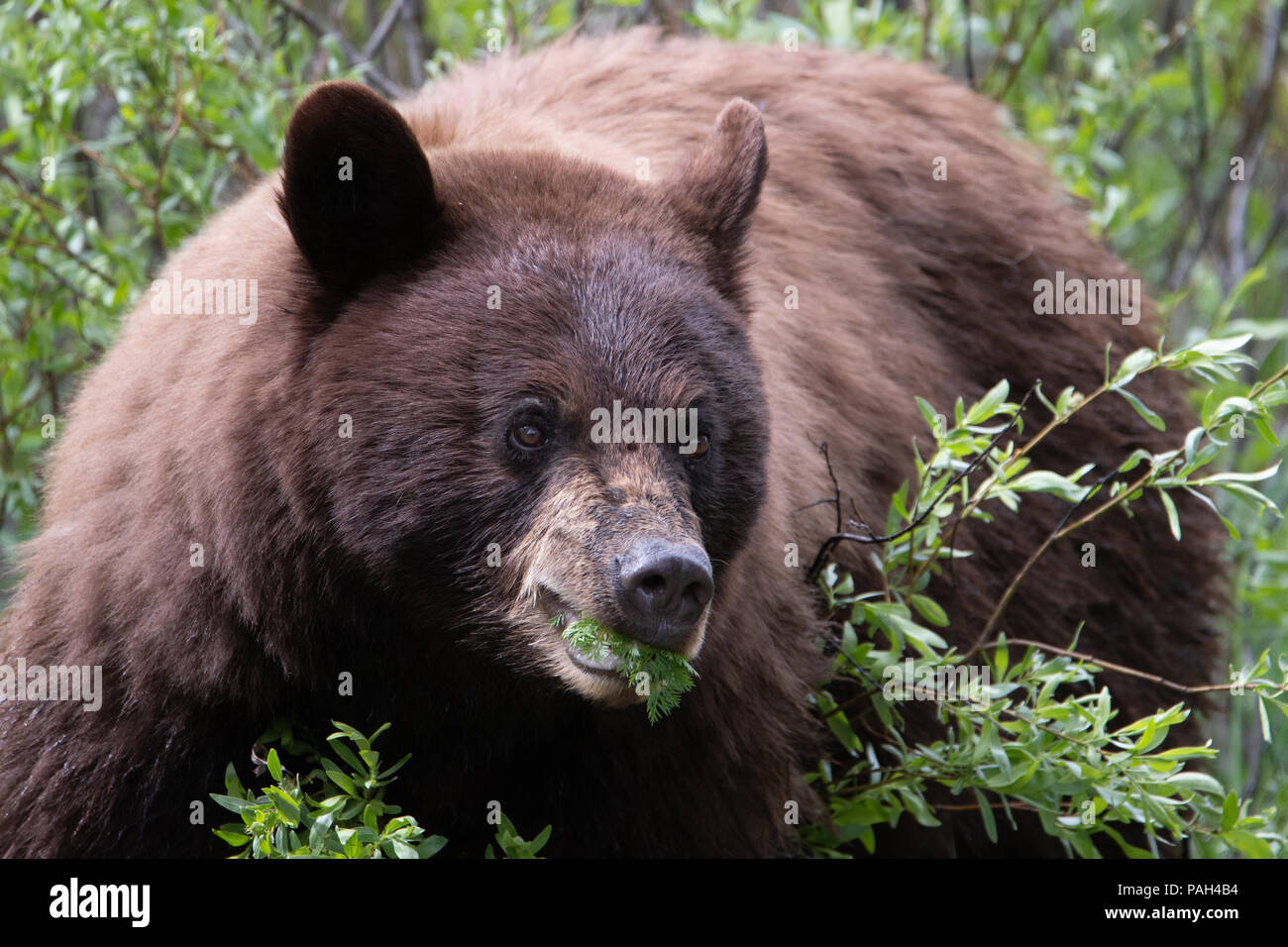 Brown bear eating flowers hires stock photography and images Alamy