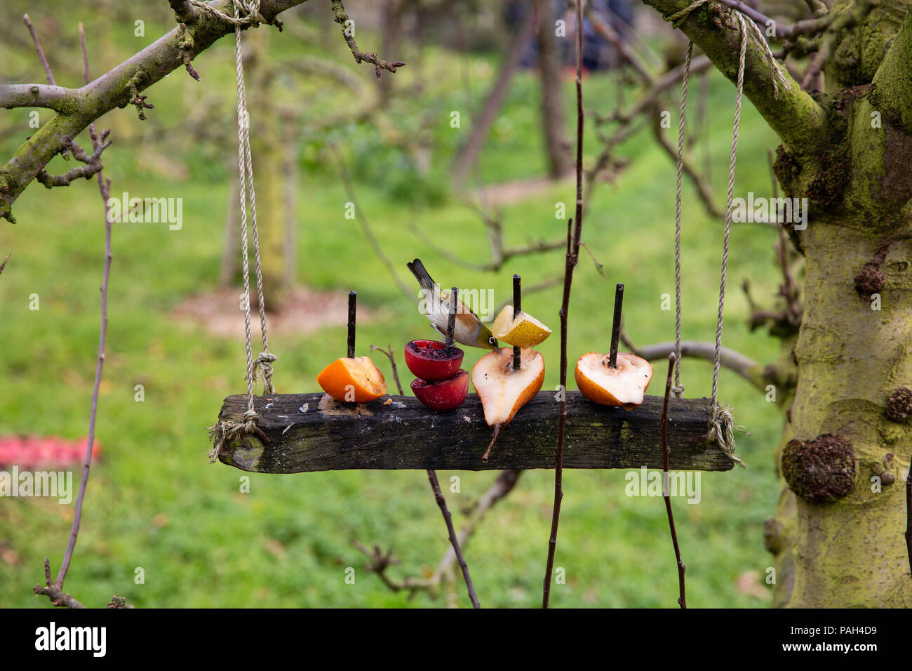 Bird eating fruit Stock Photo