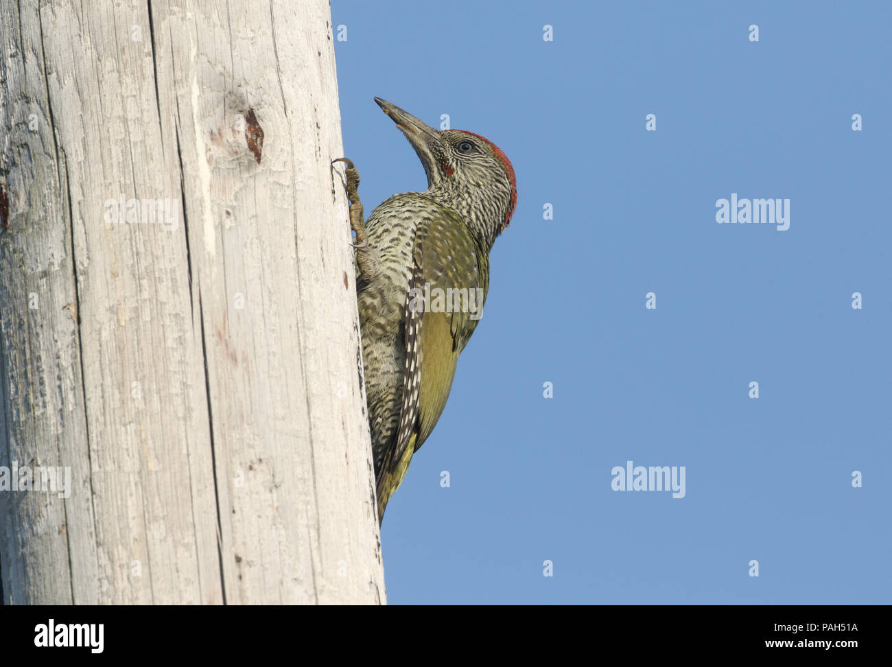 Young green woodpecker hires stock photography and images Alamy