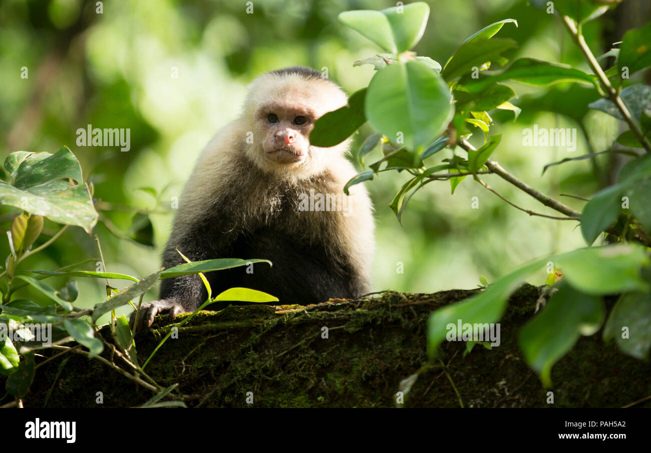 Capuchin monkey, Isla Gorgona, Colombia Stock Photo
