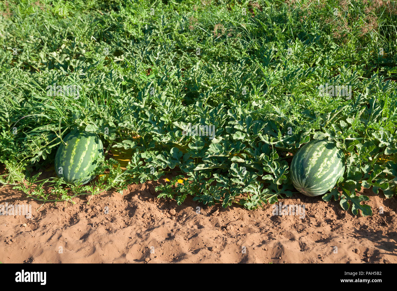 Watermelon Vine High Resolution Stock Photography and Images Alamy