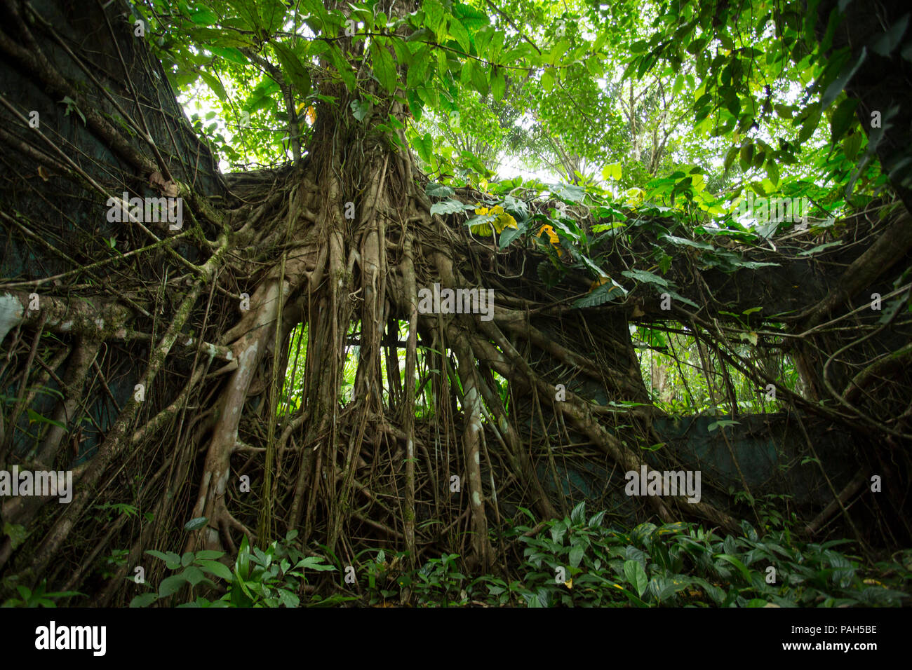 Trees growing over an old prison on Gorgona Island, Colombia Stock Photo