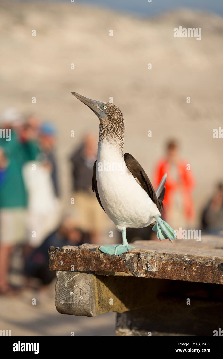 Blue-footed booby, with tourists in background, Isla Lobos de Tierra, Peru Stock Photo