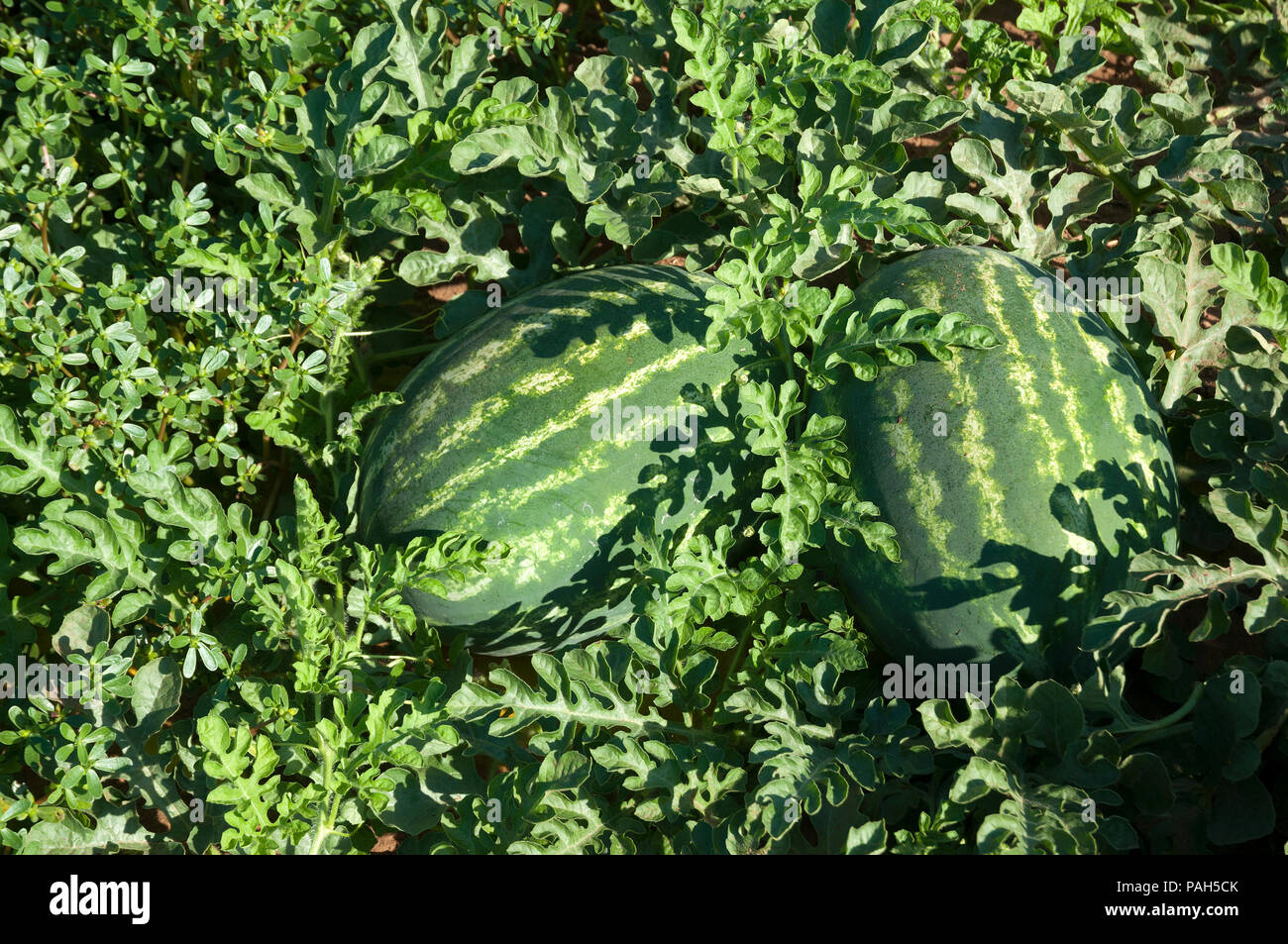 Watermelon fields in picking season Stock Photo Alamy