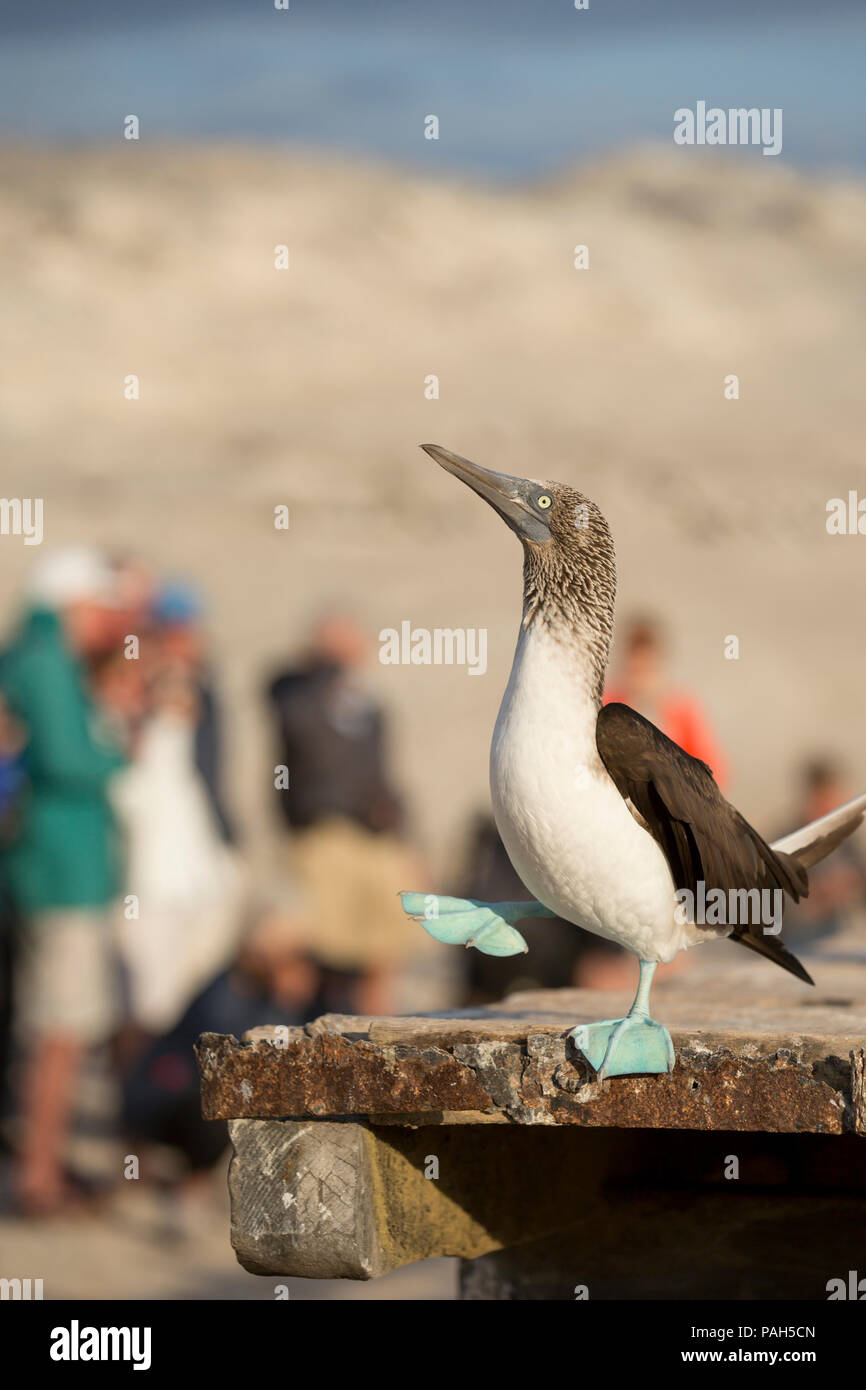 Blue-footed booby, with tourists in background, Isla Lobos de Tierra, Peru Stock Photo
