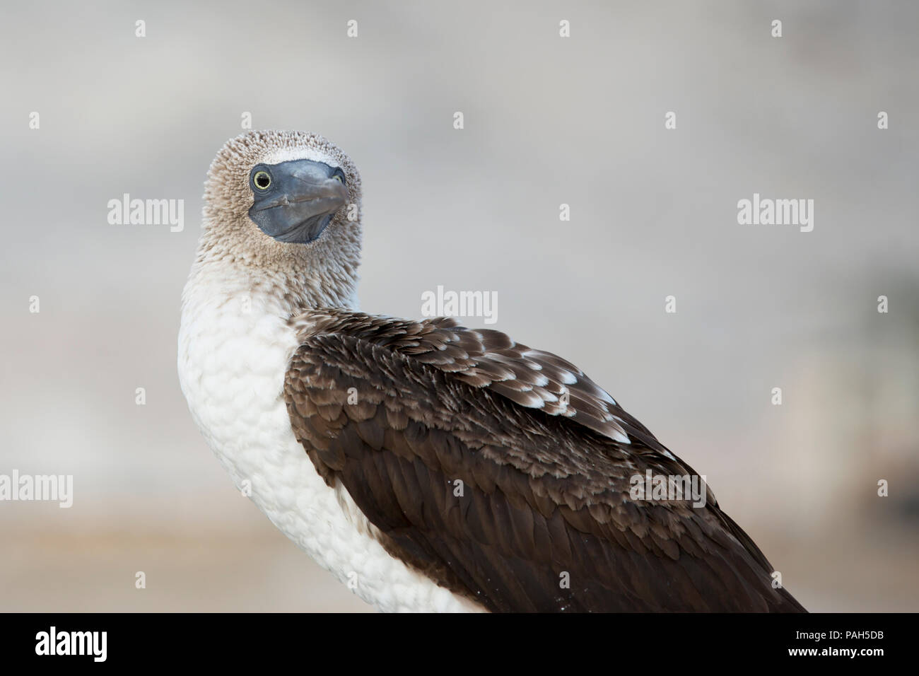 Blue-footed booby, Isla Lobos de Tierra, Peru Stock Photo