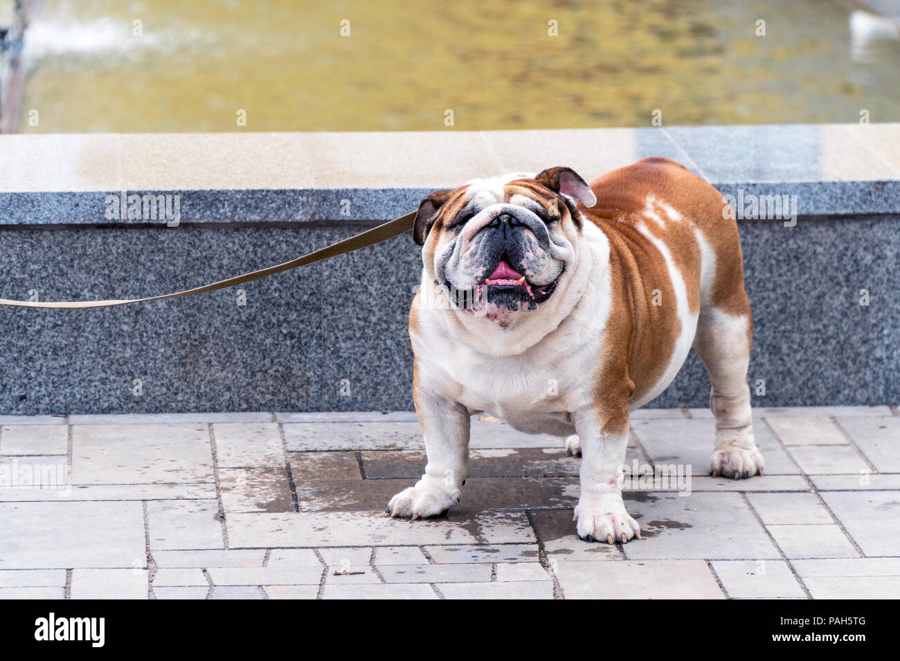 English bulldog on a leash Stock Photo Alamy