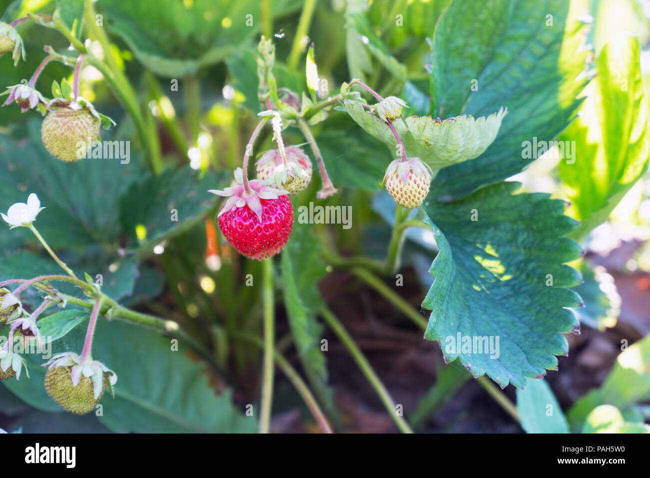 Fresh strawberries in the garden Stock Photo - Alamy