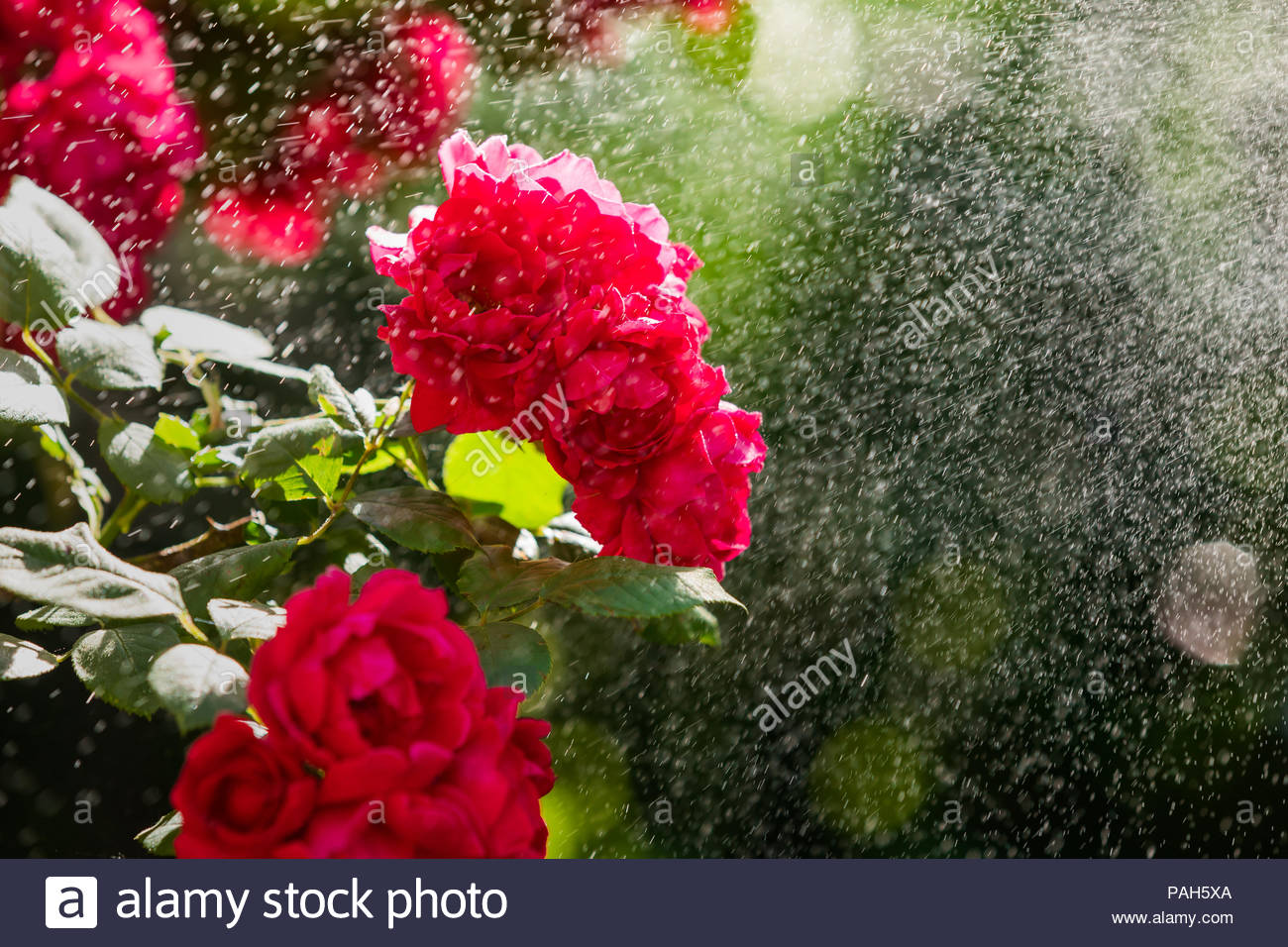 Red Rose In The Garden Under The Raindrops Rose Illuminated By Sun Rays Stock Photo Alamy