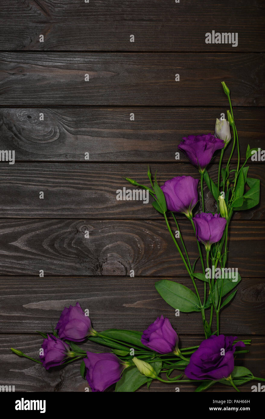 Violet flowers - eustoma, on a brown wooden background. Copy space. Stock Photo